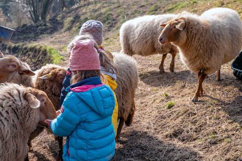 Kind streichelt Schafe