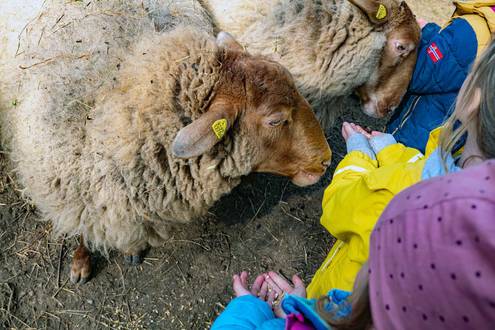 Schafe im Waldkindergarten Hemsbach